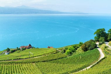 Lavaux bağ teraslar İsviçre Cenevre Gölü üzerinde demiryolu hattı