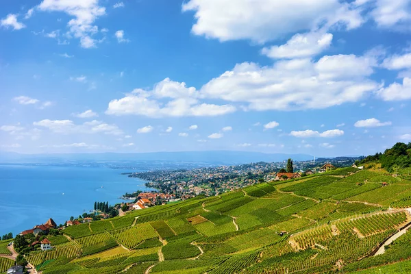 Chalet svizzeri vicino Lavaux Vigneto Terrazze sentiero Svizzera — Foto Stock