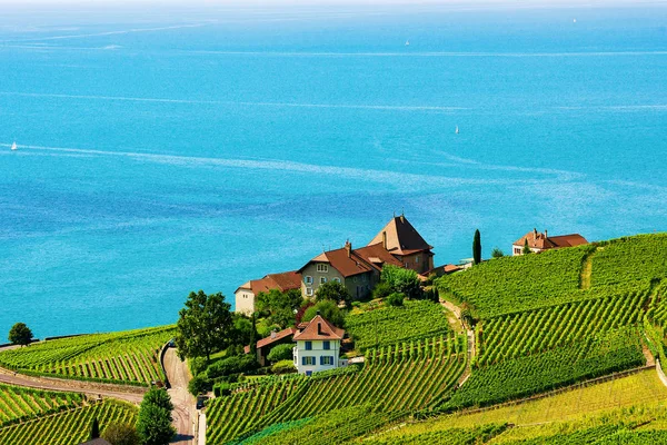 Lavaux Vignoble Terrasses Sentier de randonnée Lac Léman de Suisse — Photo