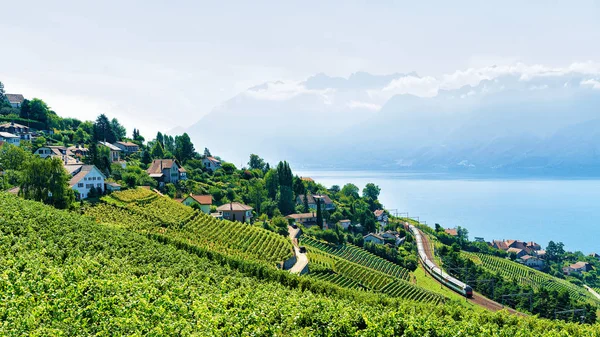 Lavaux Vineyard Terraza de Suiza —  Fotos de Stock