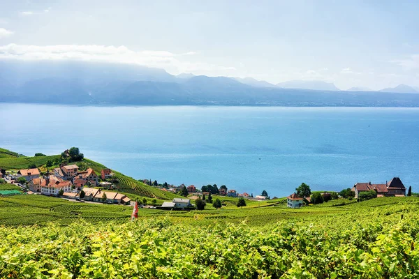 Terasou Vinice Lavaux turistická stezka Švýcarsko — Stock fotografie