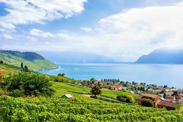 Okolicę z tarasu winnicę Lavaux szlak Szwajcaria — Zdjęcie stockowe