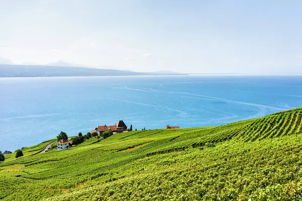 İsviçre Alplerle Lavaux bağ teraslar hiking trail