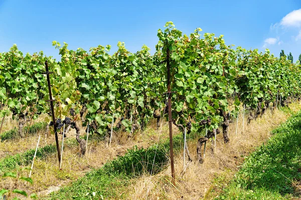 Szőlőskert teraszok túraútvonal: Lavaux, Svájc — Stock Fotó