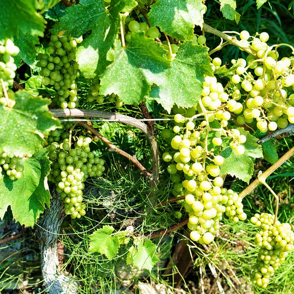 Raisins en Vignoble Terrasses Sentier de randonnée à Lavaux en Suisse — Photo