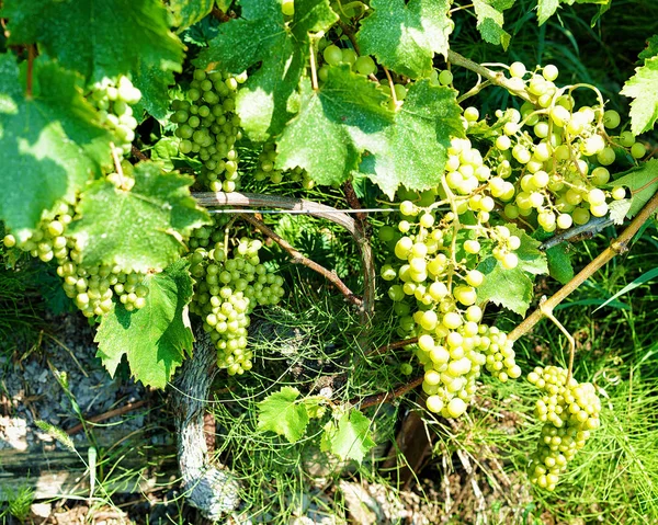 Szőlő dűlő teraszok turistaút-Lavaux, Svájc — Stock Fotó