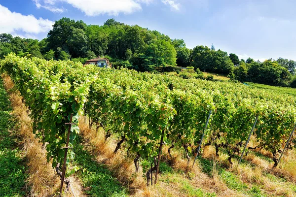 Lavaux szőlőskert teraszok túrázás Chalets trail Lavaux Oron Swi — Stock Fotó