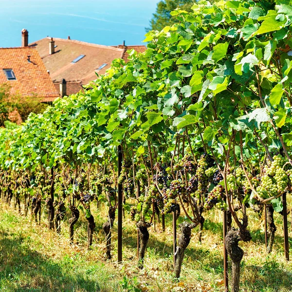 Chalés e Terraços Lavaux Vineyard trilha Lavaux Oron de Switze — Fotografia de Stock