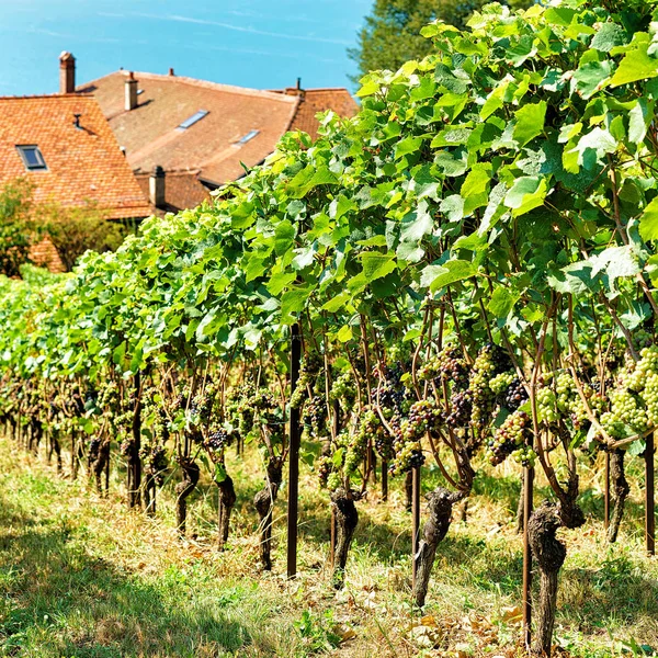 Chalés em Lavaux Vineyard Terraços de Lavaux Oron Suíça — Fotografia de Stock