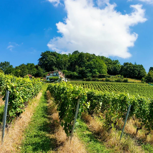 Chalé e Lavaux Vineyard Terraços trilha caminhadas Lavaux Oron Suíça — Fotografia de Stock