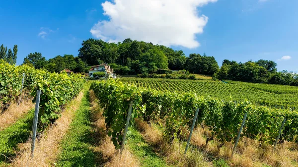 Domek i tarasy winnicę Lavaux szlak Lavaux Oron Switzerlan — Zdjęcie stockowe