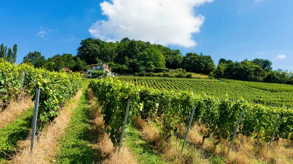 Chata a Vinice Lavaux trail Lavaux Oron Švýcarska — Stock fotografie