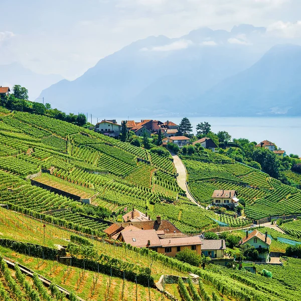 Wsi i Lavaux Winnica tarasy pieszej szlak Szwajcaria — Zdjęcie stockowe