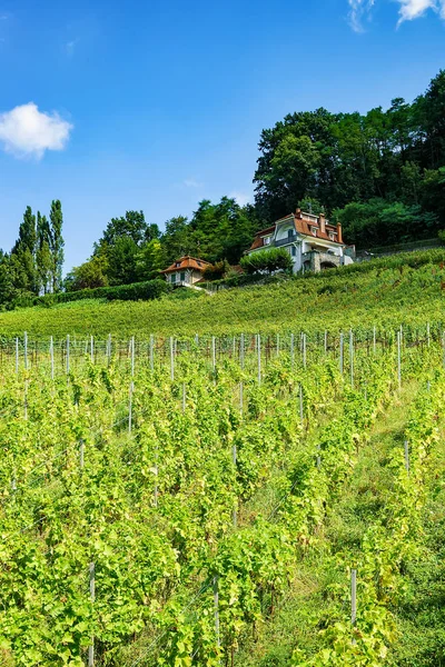 Chalé em Terraços Lavaux Vineyard trilha caminhadas na Suíça — Fotografia de Stock