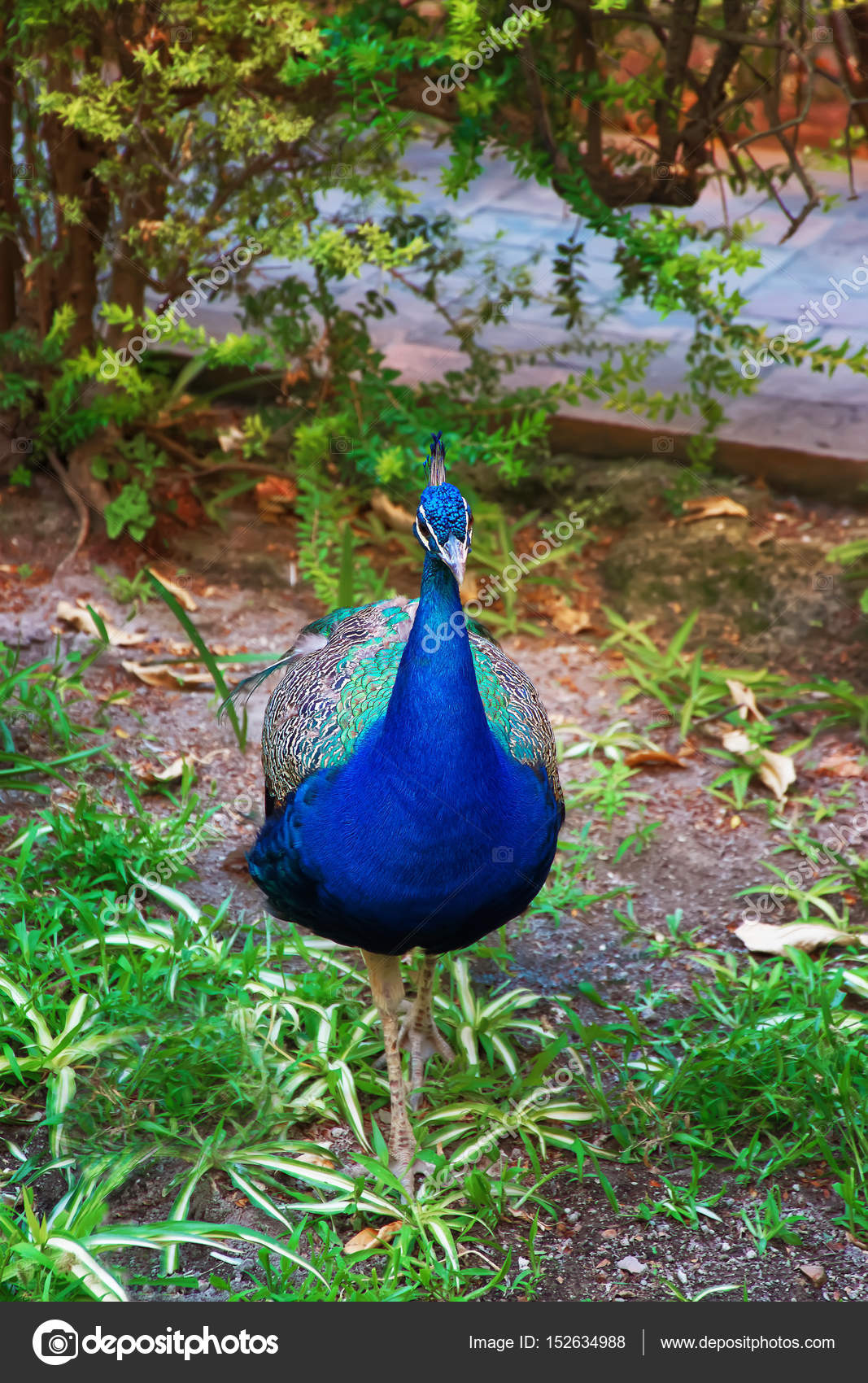 Pfau Im Garten Der Koniglichen Alcazar In Sevilla Statt