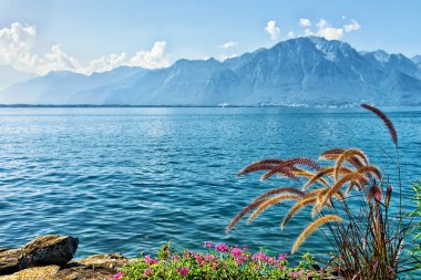 Montreux Cenevre Gölü mesire çiçek açan çiçekler