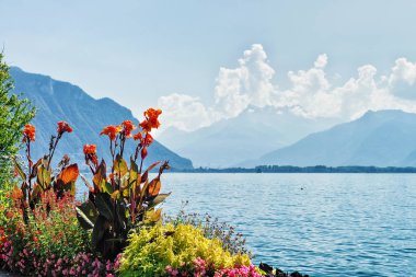 Setin Montreux Cenevre Gölü içinde çiçek açan çiçekler