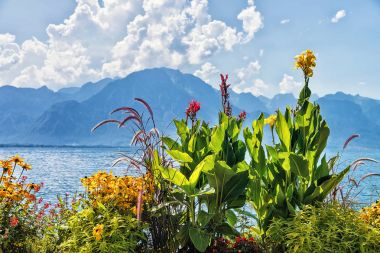 Setin Montreux Cenevre Gölü, çiçek çiçekler