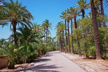 palm Grove elche