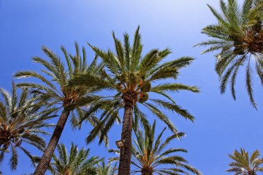  Elche İspanya İspanya'nın palmeral