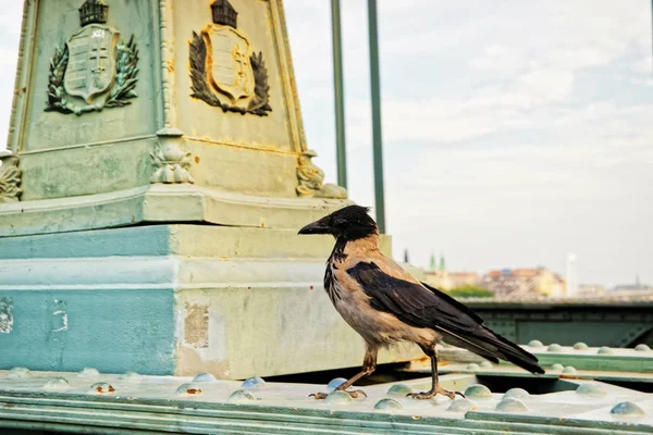 Crow at Chain Bridge in Budapest — Stock Photo, Image