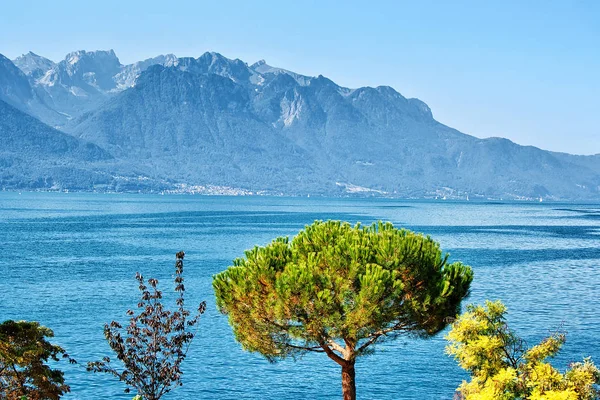 Träd som blommar på banvallen av Geneva Lake i Montreux — Stockfoto