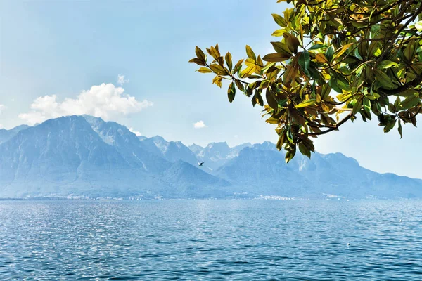 Hojas verdes floreciendo en el paseo marítimo del lago Geneva en Montreux — Foto de Stock