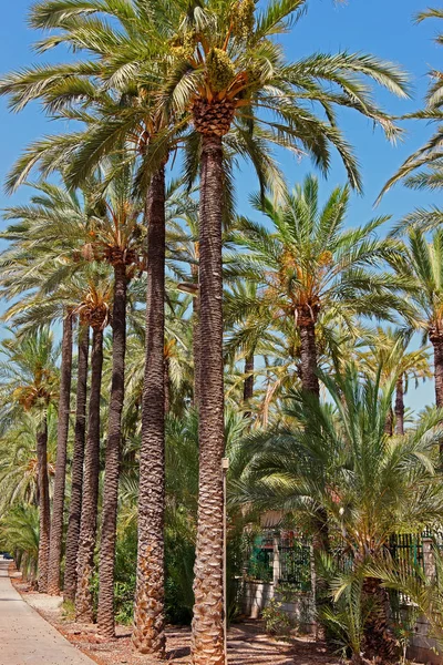 Palmeral του Έλτσε της Βαλένθια στην Ισπανία — Φωτογραφία Αρχείου