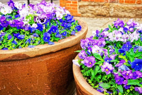 ヴロツワフの路上の花壇にビオラ三色花 — ストック写真