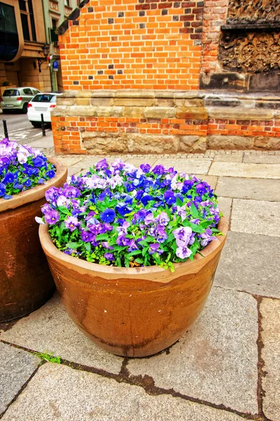Viola bahçenizi Wroclaw sokakta üç renkli çiçekler — Stok fotoğraf