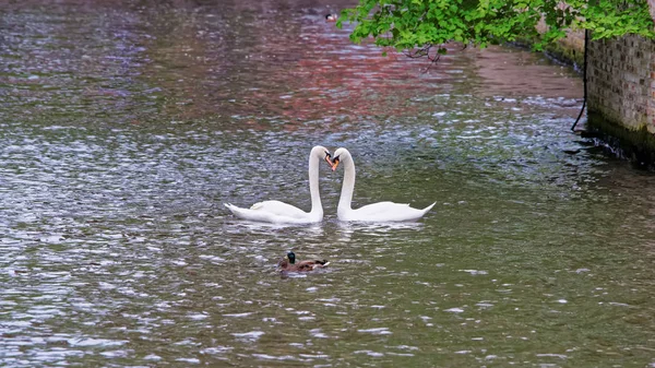 Swan couple at water canal — Stock Photo, Image