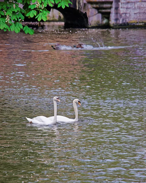 Swan couple and water quay — Stock Photo, Image