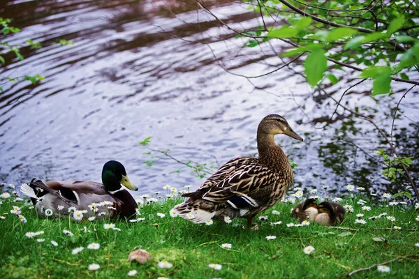 Eenden in Minnewaterpark en Minnewater lake van Brugge — Stockfoto