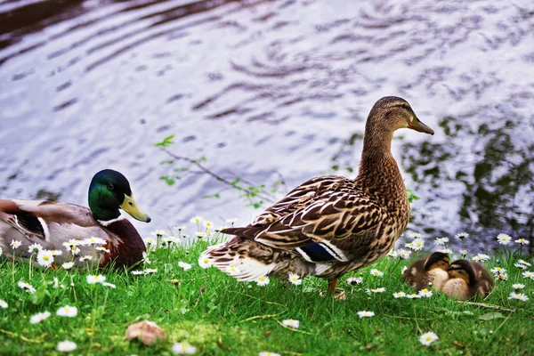 Ducks in Minnewaterpark and Minnewater lake in Brugge — Stock Photo, Image