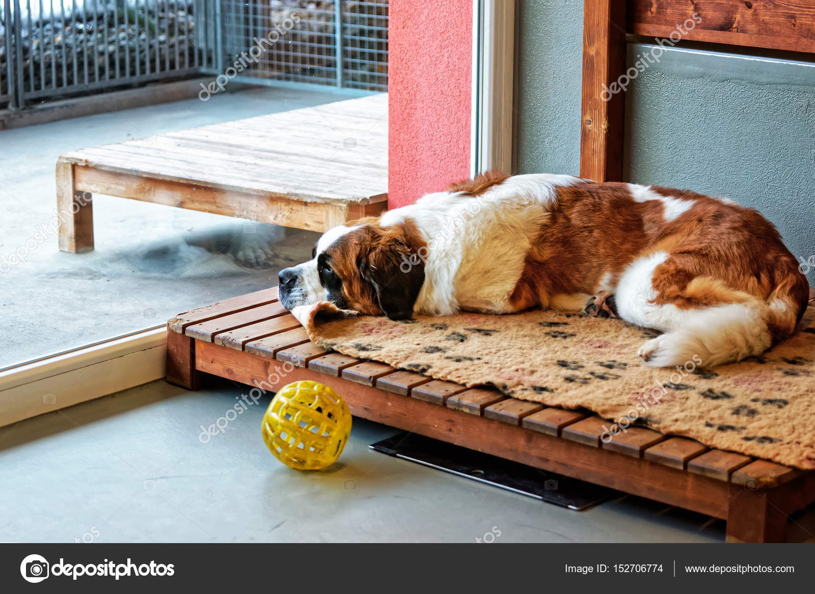 Saint Bernard dog lying in breeding kennel Martigny — Stock Photo