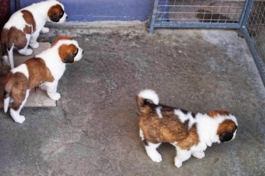 Martigny içinde doğurmak köpek kulübesi de oynayan küçük Saint Bernard yavruları