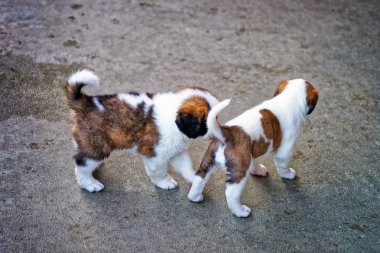 Martigny ıslah oynarken küçük Saint Bernard yavru köpek kulübesi