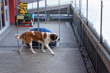 Saint Bernard dog at breeding kennel in Martigny clipart