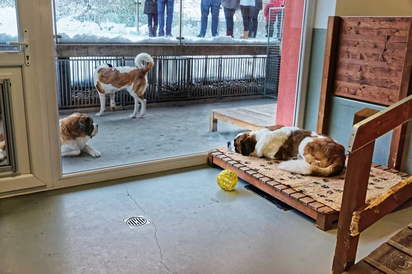 São Bernardo cães adultos no canil de reprodução Martigny — Fotografia de Stock