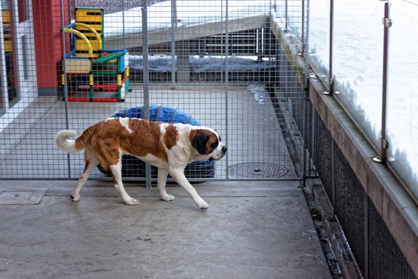 Cão São Bernardo no canil de reprodução em Martigny — Fotografia de Stock