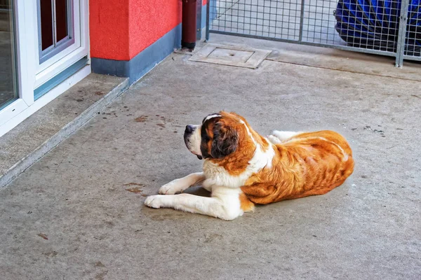 Бернардская собака в питомнике Мартиньи — стоковое фото