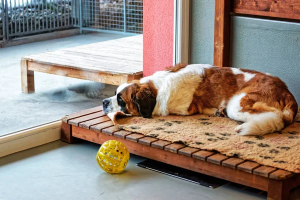 Saint Bernard cão deitado no canil de reprodução Martigny — Fotografia de Stock