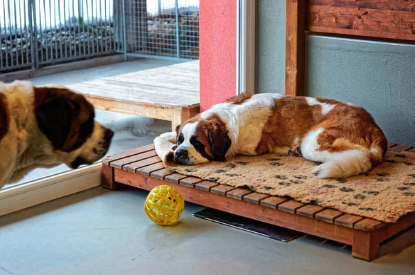 Cães de São Bernardo no canil de reprodução Martigny — Fotografia de Stock