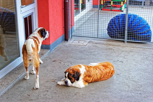 Saint Bernard dogs in breeding kennel at Martigny