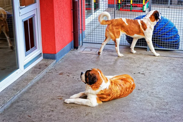 Собаки-бернарды в питомнике Мартиньи — стоковое фото