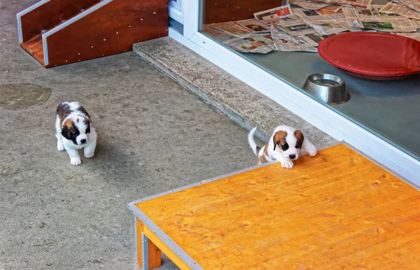 Маленькие щенки святого Бернарда играют в питомнике в Мартиньи — стоковое фото