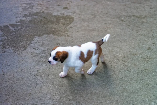 Saint Bernard little puppy in breeding kennel Martigny — Stock Photo, Image