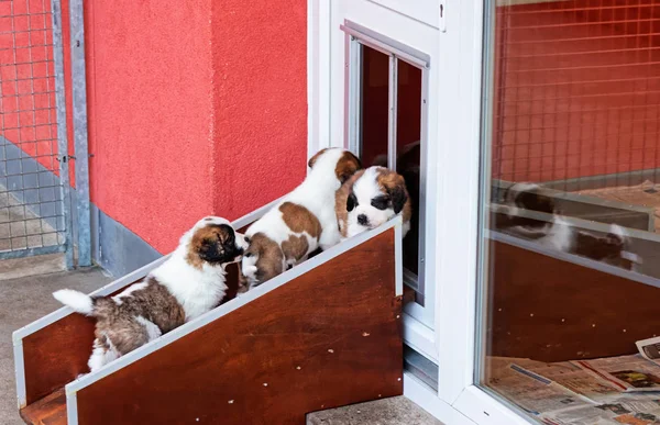São Bernardo cachorros brincando no canil de reprodução Martigny — Fotografia de Stock
