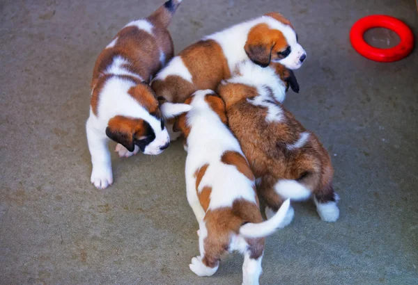 São Bernardo cachorros brincando em canil de reprodução em Martigny Suíça — Fotografia de Stock