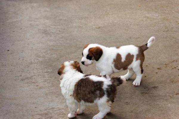 Saint Bernard puppies playing in breeding kennel at Martigny — Stock Photo, Image